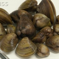 Asian Clam